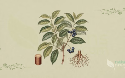 Camphor (Cinnamomum camphora): Properties and Benefits