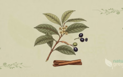 Chinese Cinnamon (Cinnamomum cassia): Benefits and Uses