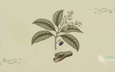 Ceylon Cinnamon (Cinnamomum verum): Benefits and Uses