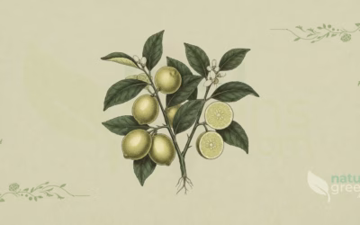 Key Lime (Citrus × aurantiifolia): Properties and Benefits