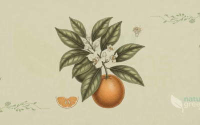 Bitter Orange (Citrus aurantium): Properties and Benefits