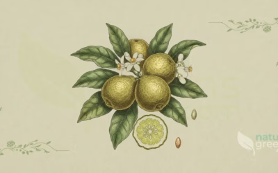 Bergamot Orange (Citrus bergamia): Properties and Benefits