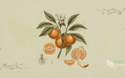 Tangerine (Citrus reticulata): Properties and Benefits