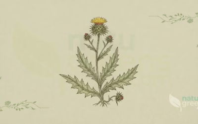 Blessed Thistle (Cnicus benedictus): Benefits and Uses