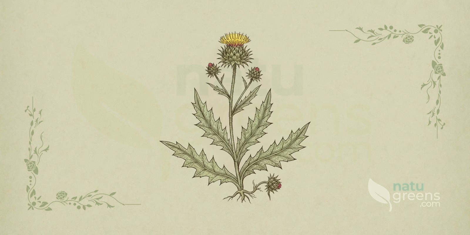 Blessed Thistle (Cnicus benedictus) in a botanical illustration: flower heads of yellow florets wrapped in spiny bracts, lobed leaves with toothed margins and the hairy stem of blessed thistle, a plant of the Asteraceae family.