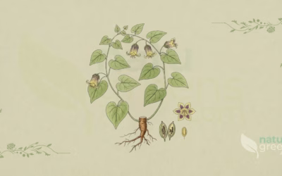 Codonopsis pilosula: Properties, Benefits and Uses
