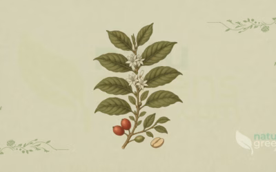 Arabica Coffee (Coffea arabica): Properties and Benefits