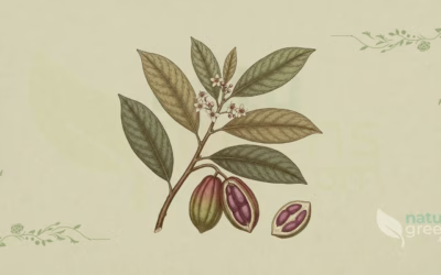 Kola Nut (Cola nitida): Properties, Benefits and Uses