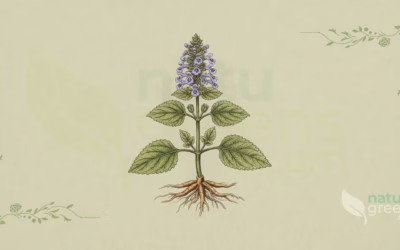 Indian Coleus (Coleus barbatus): Properties and Benefits