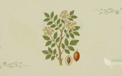 Abessinische Myrrhe (Commiphora erythraea): Wirkung und Nutzen