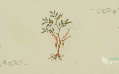 Myrrh (Commiphora myrrha): Properties and Benefits