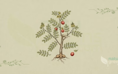 Guggul (Commiphora wightii): Properties and Benefits