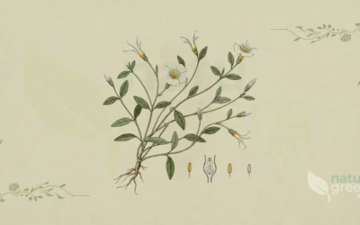 Shankhpushpi (Convolvulus pluricaulis): Benefits and Uses