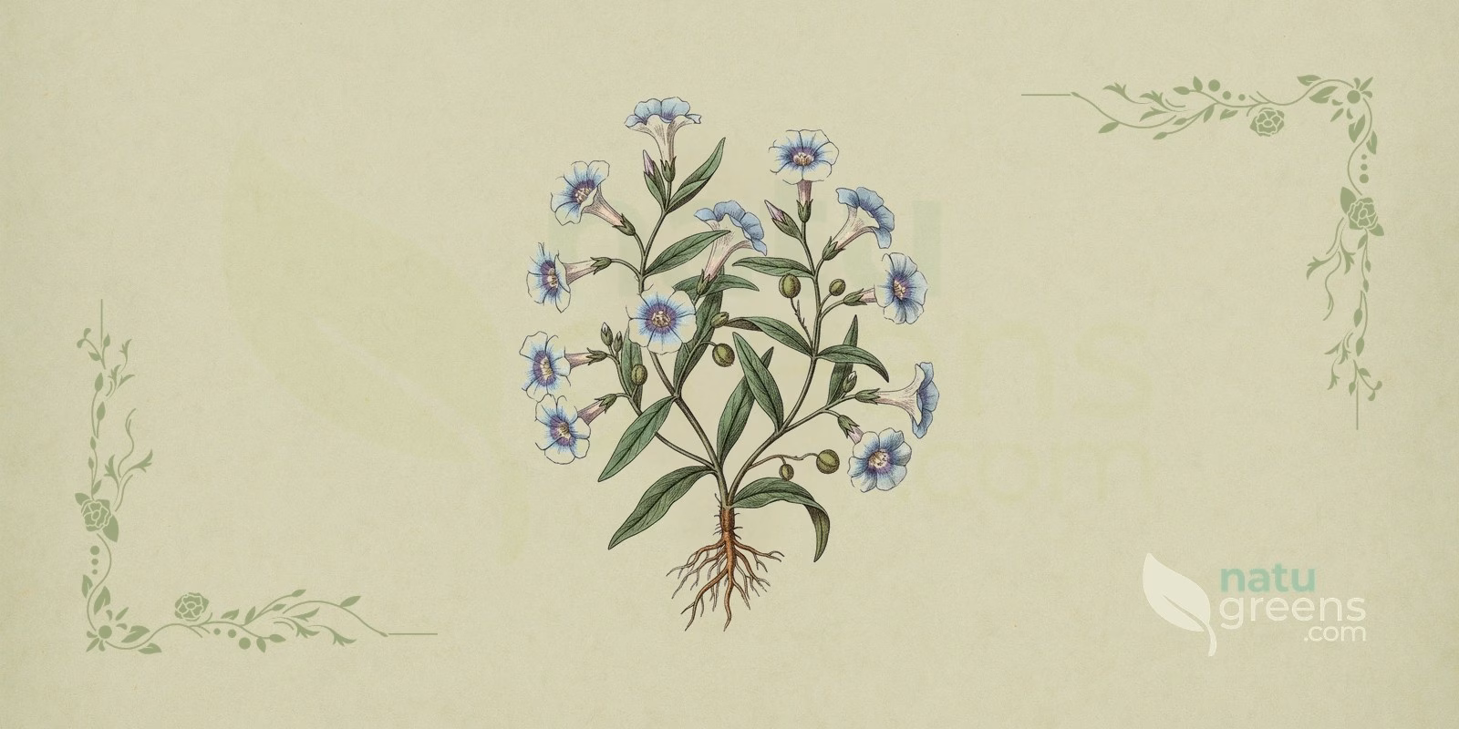 Shankhpushpi (Convolvulus pluricaulis): botanisk illustrasjon med krypende stengler, ovale blader og traktformede blomster, hvite til lyserosa i fargen, karakteristisk for arten.