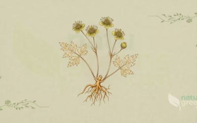 Coptis chinensis: Properties, Benefits and Precautions
