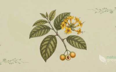 Cordia lutea (Yellow Geiger): Complete Botanical Profile