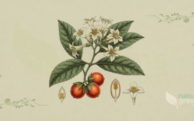 Cordia sinensis (Grey-leaved Cordia): Complete Botanical Profile