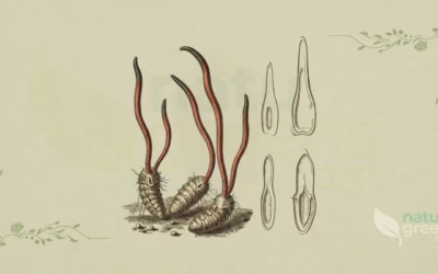 Cordyceps (Cordyceps sinensis): Properties and Benefits