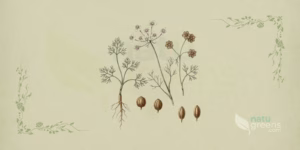 Coentro (Coriandrum sativum): ilustração botânica da planta mostrando folhas divididas, flores brancas reunidas em umbelas e pequenos frutos globosos, característicos do coentro.