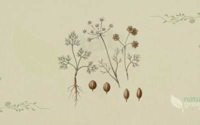 Coriander (Coriandrum sativum): Properties and Benefits