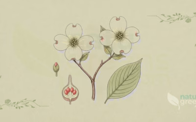 Flowering Dogwood (Cornus florida): Properties and Benefits