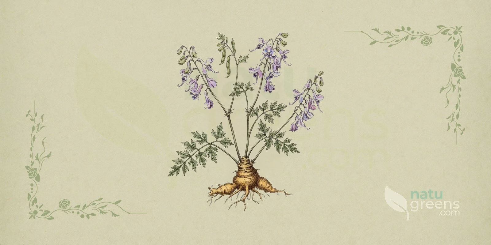 Corydalis (Corydalis yanhusuo): botanical illustration showing the tuberous rhizome, compound leaves, and small yellow flowers characteristic of the Papaveraceae family.
