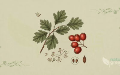 Crataegus laevigata (Midland Hawthorn): Botanical Profile