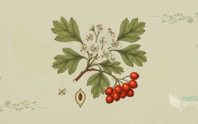 Crataegus monogyna (Common Hawthorn): Botanical Profile