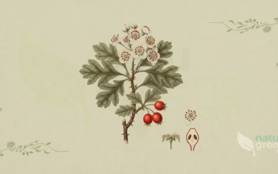 Crataegus mexicana (Mexican Hawthorn): Botanical Profile