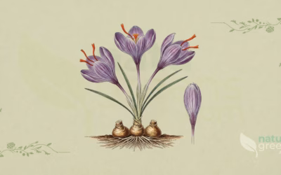 Saffron (Crocus sativus): Properties and Benefits
