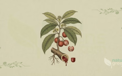 Dragon’s Blood (Croton lechleri): Properties and Benefits