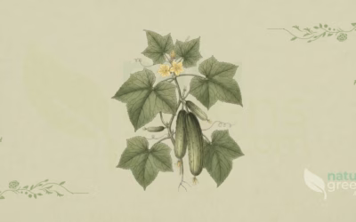 Cucumber (Cucumis sativus): Properties and Benefits