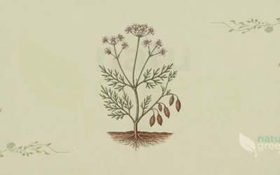 Cumin (Cuminum cyminum): Properties and Benefits