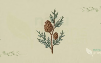 Cypress (Cupressus sempervirens): Properties and Benefits