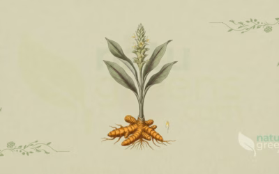 Curcuma longa (Turmeric): Complete Botanical Profile