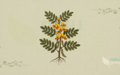 Cyclopia intermedia (Honeybush): egenskaber og fordele