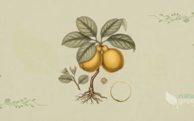 Quince (Cydonia oblonga): Properties and Benefits