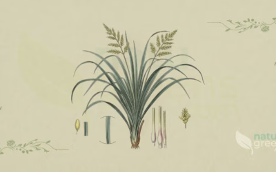 Lemongrass (Cymbopogon citratus): Properties and Benefits
