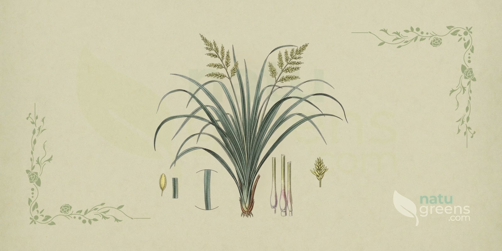 Lemongrass (Cymbopogon citratus) in a botanical illustration: a clump of long, narrow, arching leaves and stalks with thick, pale bases, the typical look of lemongrass, an aromatic grass of the Poaceae family.
