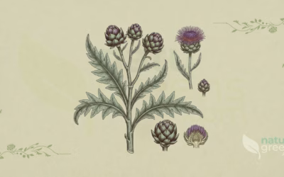 Artichoke (Cynara scolymus): Properties and Benefits
