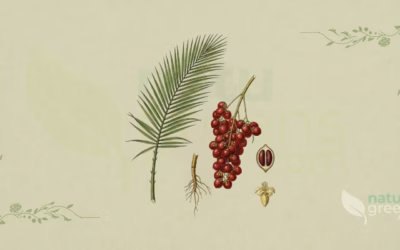 Dragon’s Blood (Daemonorops draco): Benefits and Uses