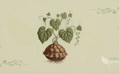 Mexikanische Yamswurzel (Dioscorea mexicana): Eigenschaften