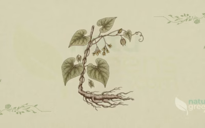 Wild Yam (Dioscorea villosa): Properties and Benefits