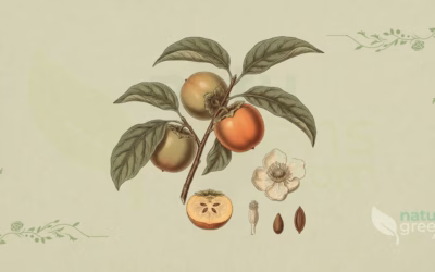 Persimmon (Diospyros kaki): Properties and Benefits