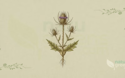 Dipsacus fullonum (Gærde-kartebolle): egenskaber og fordele