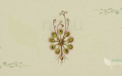 Sundew (Drosera rotundifolia): Properties and Benefits