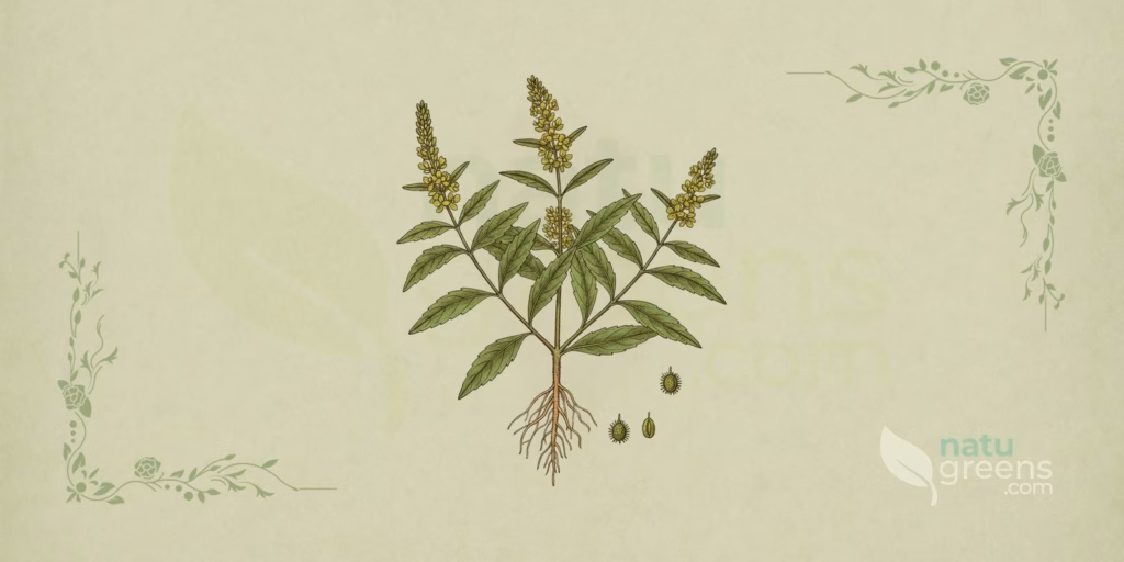Epazote (Dysphania ambrosioides): Properties and Benefits