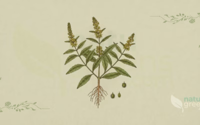 Epazote (Dysphania ambrosioides): Properties and Benefits