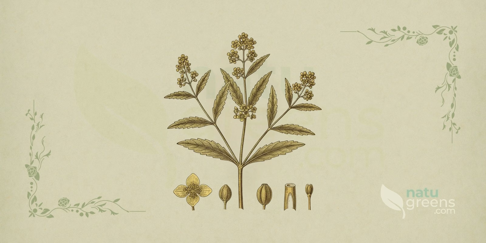 Epazote (Dysphania ambrosioides) in a botanical illustration: a stem with lanceolate, toothed leaves and spikes of tiny green flowers in the axils, typical features of this aromatic herb.