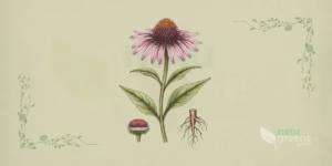 Echinacea purpurea（エキナセア）